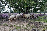 Drenthe Heidekraut Schaf von Jeannette Penris Miniaturansicht