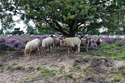 Drenthe heather sheep