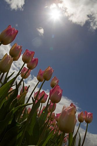 Tulpen in tegenlicht