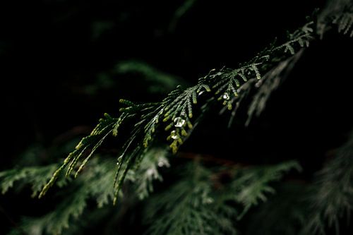 Blad met Druppel: Groen in Duistere Pracht