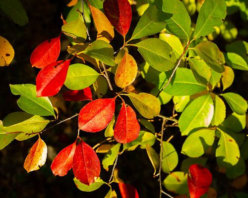 herfst