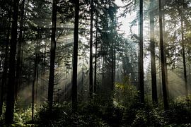 Forest nr.1 by Jeroen Nieuwenhoff