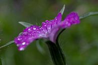 Regentropfen auf violetter Blüte von Lianne van Dijk Miniaturansicht