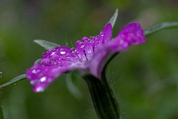 Regendruppels op paarse bloem van Lianne van Dijk