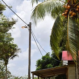 Surinaamse natuur van Chantal de Rooij