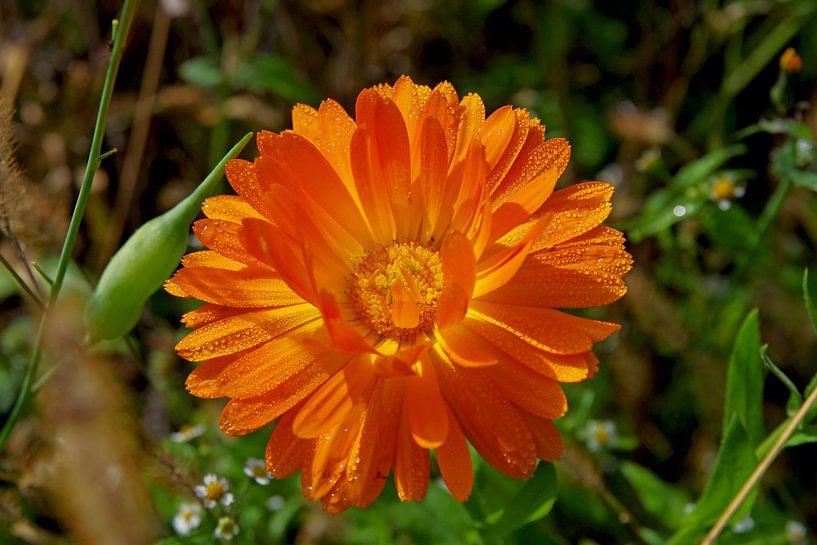 Orange marigold with dew drops by cuhle-fotos