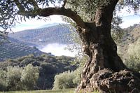 old and mist
