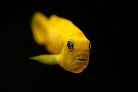 Fish by Myrthe Vlasveld