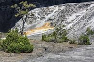 mound terrace - yellowstone national park von Koen Ceusters Miniaturansicht