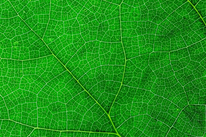 Feuilles d'automne avec nervures par Carola Schellekens