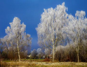 Briken bedekt met rijp van ManfredFotos
