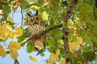 The piercing eyes of a long-eared owl (Asio otus) by Moetwil en van Dijk - Fotografie thumbnail