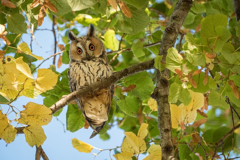 The piercing eyes of a long-eared owl (Asio otus) by Moetwil en van Dijk - Fotografie