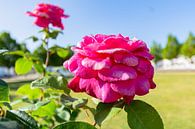 pinke Hochstammrosen am Markt in Putbus auf Rügen von GH Foto & Artdesign Miniaturansicht