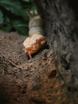 Gerissene Anmut: Die Boa in der Verzauberung von Danny Kantas