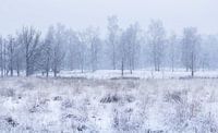 White landscape