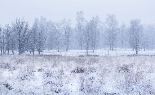 Paysage blanc sur Vince Pellegrom
