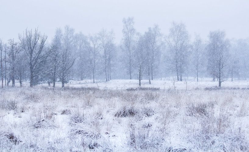 Wit landschap van Vince Pellegrom