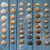 coquilles sur Odette Kleeblatt