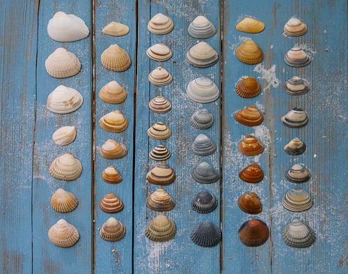 shells