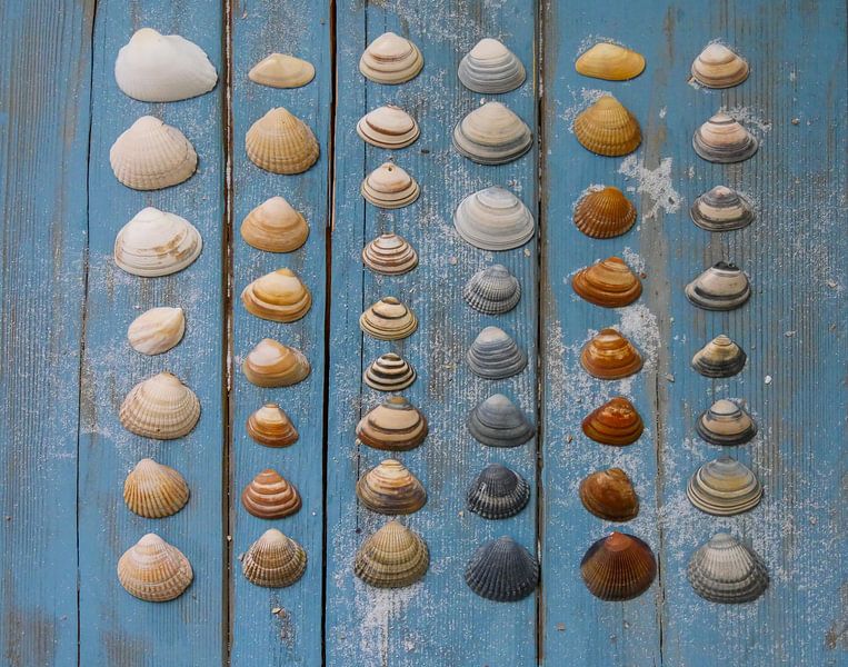 shells by Odette Kleeblatt