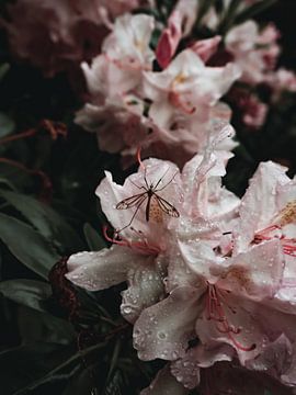 Blüte mit Tropfen bedeckt von Lisa Zet