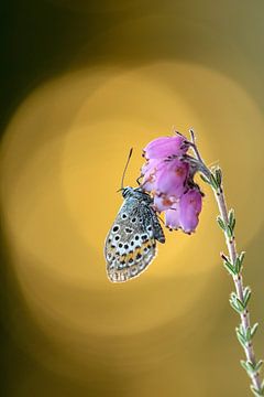 Heather blue, butterfly by Petra van der Zande