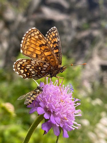 Schmetterling und Wespe treffen sich