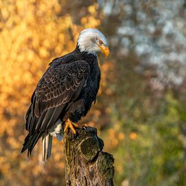 Weißschwanzadler mit gelbem Herbsthintergrund.