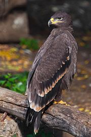 A large steppe eagle sits beautifully consecrated by the sun, a powerful predatory close-up, a stric