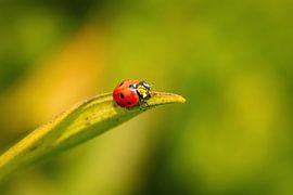 Marienkäfer van Alena Holtz
