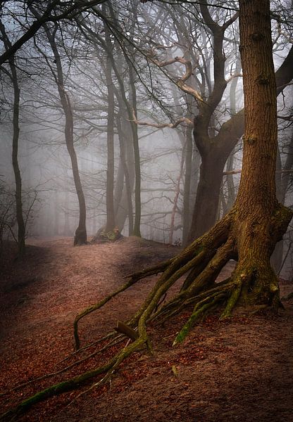 My Roots by René Vierhuis