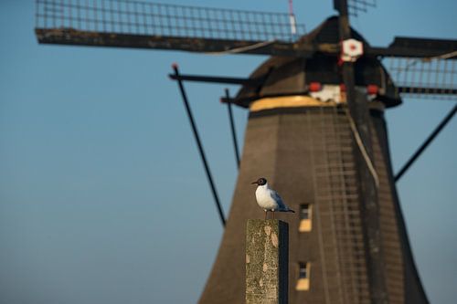 Windmolen in Kinderdijk tijdens zonsondergang met kokmeeuw