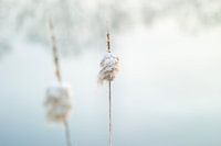 Puur in de natuur: macro Typha latifolia of Grote lisdodde. 2 bloemen aan de waterkant. Rust, winter