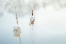 Two in Nature: Typha latifolia: 2 flower stikes at the waterfront by John Quendag