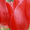 Red Hot Tulips van Susan Hol