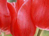 Red Hot Tulips van Susan Hol thumbnail