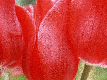 Red Hot Tulips