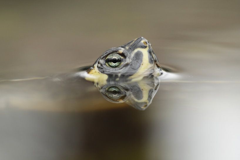 Schildpad spiegeling  von Frouwkje Fotografie