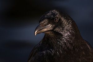 Raben-Portrait