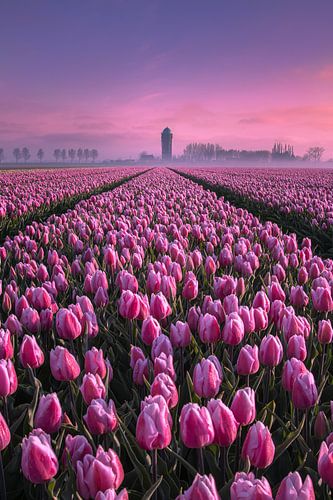 Tulpenveld op een mistige ochtend