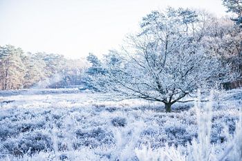 Winter details in het Witte Veen 2 | Bevroren heideveld