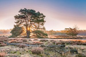 Ochtend op de heide van Peter Abbes