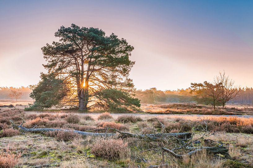 Morning on the heath by Peter Abbes