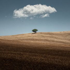 Fliegen von Thomas de Franzoni