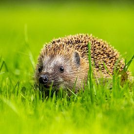 Egel in de boomgaard - 2 van Bart van den Dikkenberg
