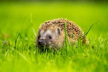 Hérisson dans le verger - 2 sur Bart van den Dikkenberg