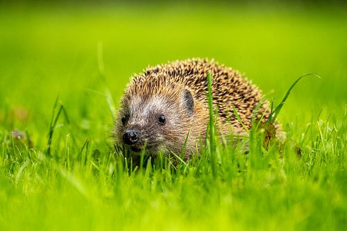 Egel in de boomgaard - 2