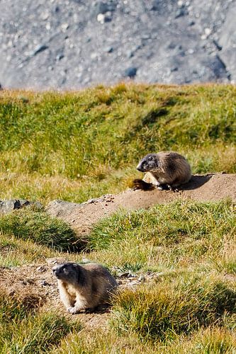 Marmotten in Adembenemende Alpenlandschappen: majestueuze bergtoppen, heldere meren en pure natuurmomenten - tijdloze motieven van de bergwereld.