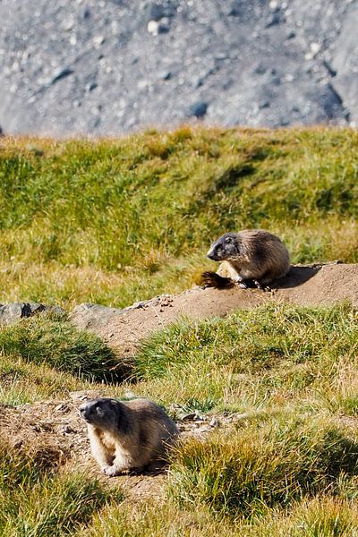 Marmots in Breathtaking Alpine landscapes: majestic peaks, clear lakes and pure moments of nature - timeless motifs of the mountain world. by Miriam Schwarzfischer Fotografie